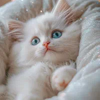 گربه پیدا شده