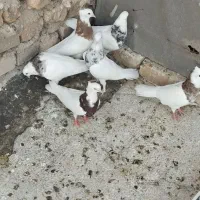 کبوتر طوقفی