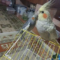 عروس هلندی اصل نژاد