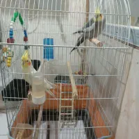 جفت عروس هلندی