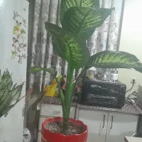 دو عدد گل آپارتمانی