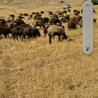 میش گوسفند