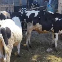 گوساله هلشتاین
