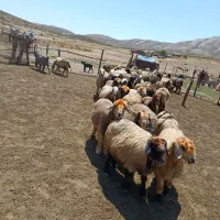 حیوان