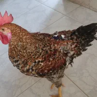 خروس بومی