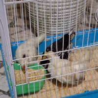 جوجه سیبرایت و جاپنیز