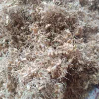 جوانه گندم هر هفته آسیاب دارم