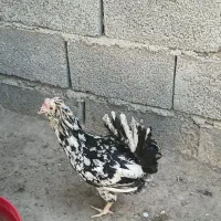 تخم نطفه دار مرغ گلین اصل
