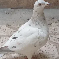کفتر پرشی سار