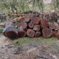 خرید چوب و درخت. میوه ای چنار صنوبر گردو کاج