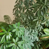 گل شفلرا