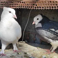 2 جفت کبوتر طوقی بسیار ز.یبا روی تخم