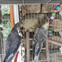 جفت عروس کارداده دستی