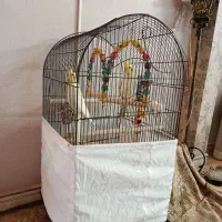 عروس هلندی مولد