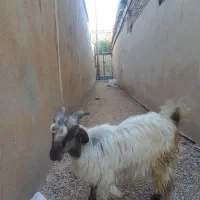 کهره نر