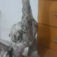 جوجه لاری ۶ماهه چیل اصل دار سرکله دار ساق کلفت