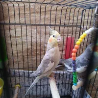 عروس هلندی ماده