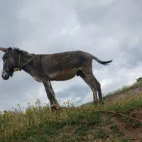 خر نر