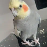 عروس هلندی نر