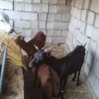 بز مورسیا اصل شرکتی