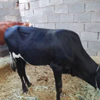 آبادان چویبده