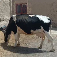 گاو شیری