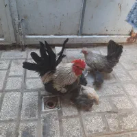 مرغ و خروس مینیاتوری