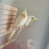 عروس هلندی مولد با جوجه