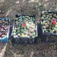 آلو|خوردنی و آشامیدنی|تبریز, |دیوار