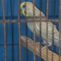 مرغ عشق نر