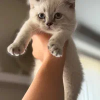 گربه نژاد دار
