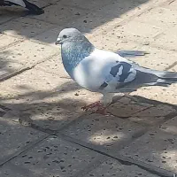 شامی،سینه سرخ،گله زرد