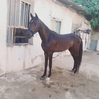 نریان خالص بامدرک