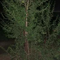 کارگر چاه‌کن و بنایی و کشاورزی
