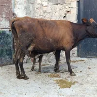 گاو وگوساله