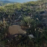 زمین مسکونی