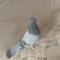 کبوتر سبز