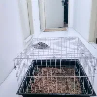 فروش قفس خرگوش خوکچه جوجه و..