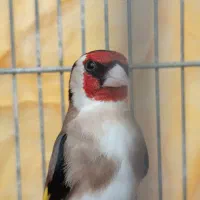 سهره نر دوساله بخون