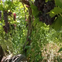 فروش انگور کریک در خود باغ و غیره...