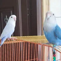 ۲ طوطی برزیلی دستی با قفس و وسایل