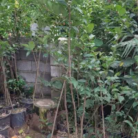 درخت برگ نو(لیگستروم )