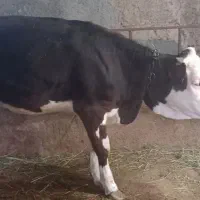 گوساله ماده