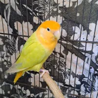 طوطی برزیلی سهره نر ماده قناری گلبسرماده سهره