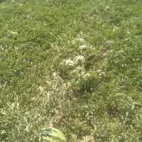 هندوانه