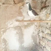 کبوتر