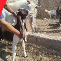 کهره نر  گلاب اصیل