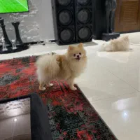 سگ پامرانین خرسی نر۱۰ماهه