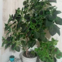 حسن یوسف سرحال وخوشگل وسالم