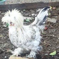 سلطان|حیوانات مزرعه|سرخنکلاته, |دیوار